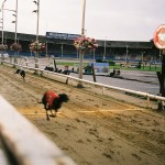 Wimbledon Dogs Winner