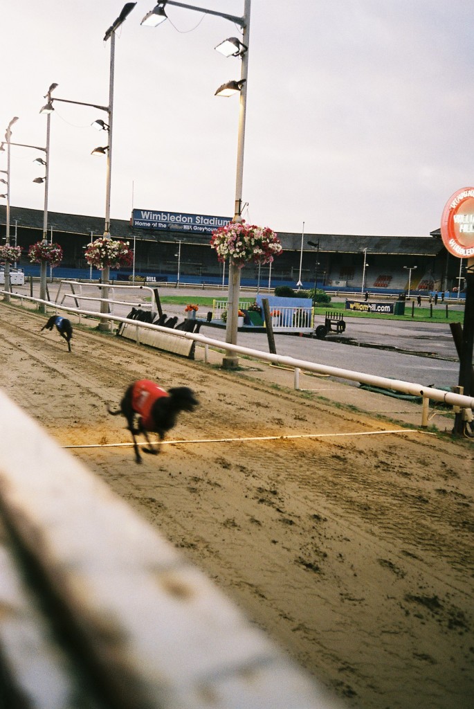 Hark1karan - Daily Life - Wimbledon Dogs