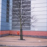 Tamworth Road Tree