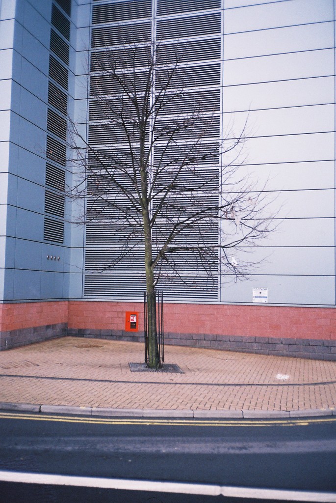 Hark1karan - Daily Life tamworth road tree 