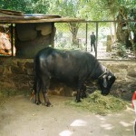 Central Delhi Buffalo