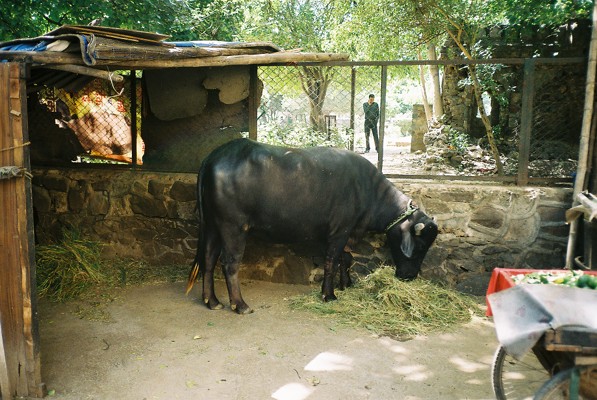 central delhi buffalo www.hark1karan.com - India - Delhi - September 2015