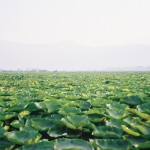 Srinagar – Dal Lake – Kashmir