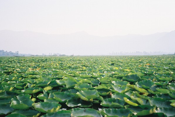 srinagar kashmir floating market www.hark1karan.com - India - Kashmir - Srinagar - September 2015 (3)