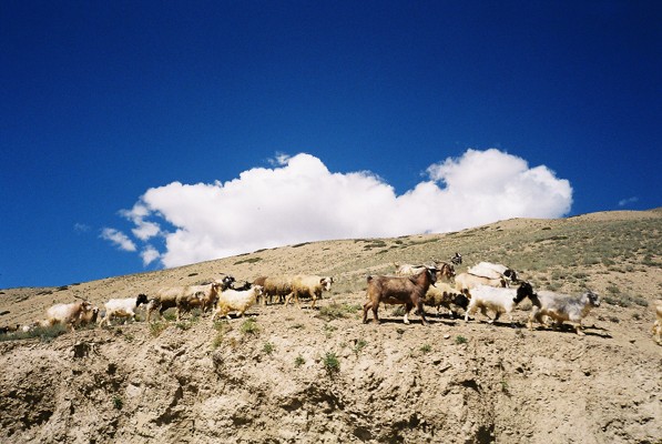 kashmiri goat www.hark1karan.com - India - Ladakh - September 2015 (2)