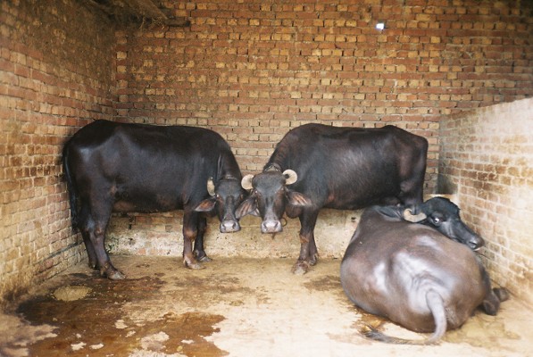 punjabi buffalo www.hark1karan.com - India - Punjab - September 2015 (6)