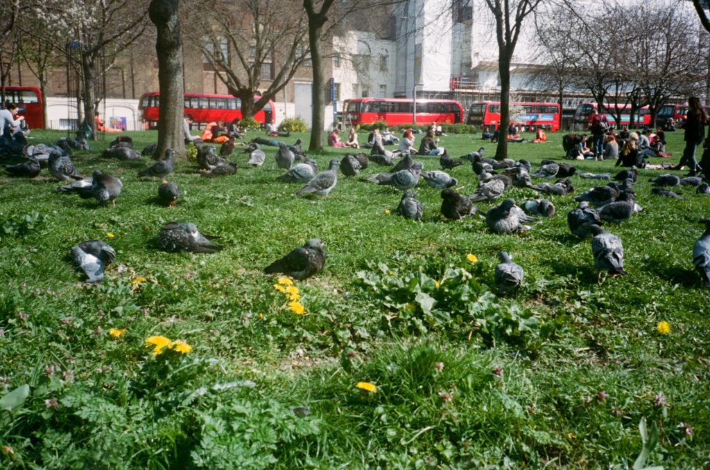 Waterloo pigeons www.hark1karan.com - Daily Life London - Photography - Kodak Portra 400 MJU 2 - London - March 2017 (1)