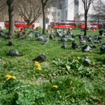 Waterloo Pigeons